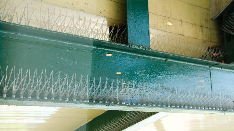 היונים לא עוזבות אתכם? יש פתרון שירחיק אותן לצמיתות