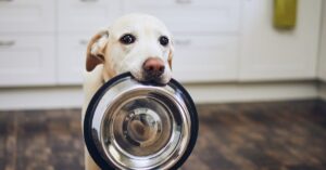 אחת ולתמיד! מה מותר ומה אסור לכלב שלכם לאכול